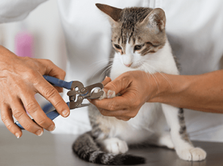 couper les griffes d’un chat